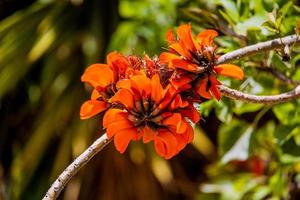 blooming orange exotic tree flowers closeup photo