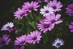 delicado flores en el Dom en el jardín en un calentar día foto