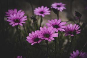 delicate flowers in the sun in the garden on a warm day photo