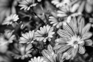 delicate flowers in the sun in the garden on a warm day photo