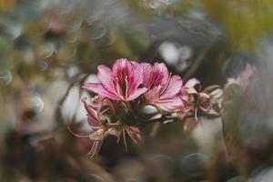 curioso floración primavera árbol con grande flores y bokeh foto