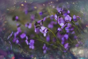 pequeño delicado púrpura primavera flor en el prado de cerca foto
