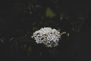 white flower on the bush over green background in close-up in a natural environment spring day photo