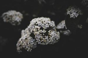 white flower on the bush over green background in close-up in a natural environment spring day photo