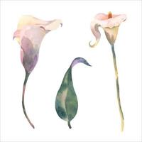 Set of Callas. tropical flowers and leaves watercolor vector painting. Botanical illustration, isolated white background. Design element for scrapbooking, Invitations,greeting card, weddings