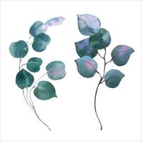 Watercolor vector floral illustration set - eucalyptus green leaves. For wedding stationary, greetings, wallpapers, fashion, background