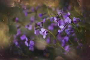 little delicate purple spring flower in the meadow close-up photo