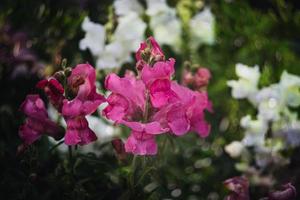 verano vistoso flores de leon jardín en Brillo Solar con bokeh foto