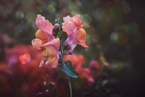 summer colorful flowers of lion's garden in sunshine with bokeh photo