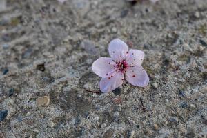 spring pink flowers of a fruit tree on a gray concrete background with licking photo