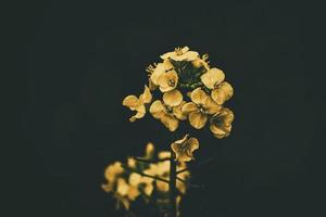 rapeseed flower over green background in close-up in a natural environment spring day photo