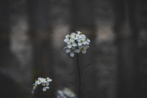 pequeño delicado primavera flor en un gris antecedentes en de cerca foto