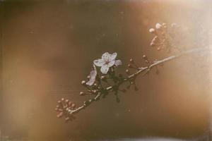 blooming fruit tree with white flowers on a sunny spring day photo