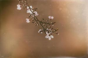 blooming fruit tree with white flowers on a sunny spring day photo