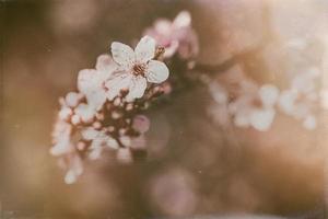 floreciente Fruta árbol con blanco flores en un soleado primavera día foto