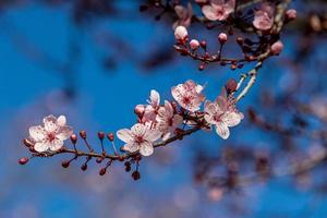 floreciente Fruta árbol con blanco flores en un soleado primavera día foto