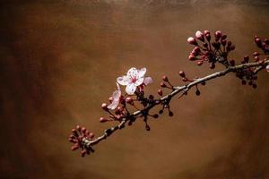 floreciente Fruta árbol con blanco flores en un soleado primavera día foto