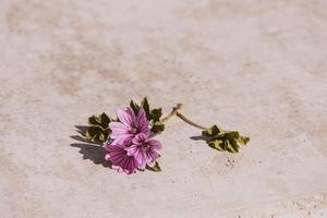 little purple flower close-up original industrial background photo