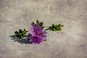 little purple flower close-up original industrial background photo