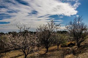 calm spring landscape with blooming orchard on a warm sunny day photo