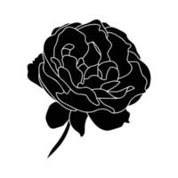 Rose hand drawn illustration in vecor. Sketches, line art. vector