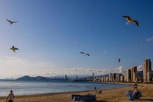 landscape of Benidorm Spain in a sunny day on the seashore with seagulls photo