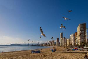 landscape of Benidorm Spain in a sunny day on the seashore with seagulls photo