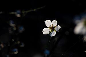 blooming fruit tree with white flowers on a sunny spring day photo