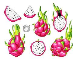 Set of pink dragon fruits elements. Whole fruit, half and pieces of pitaya. Vector illustration, cartoon realistic style. Exotic juicy pitahaya. Tropical asian food