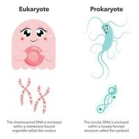 Eukaryotes versus Prokaryotes science vector illustration cartoon infographic