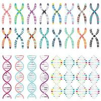 Multi-colored chromosomes and DNA Double Helices science vector illustration graphics