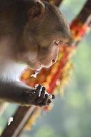 Hungry Monkey Eating Fried Rice Hurridiley at a religious place in India photo