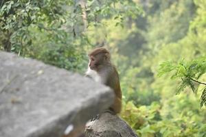 Sad monkey sitting in the forest near a stone photo