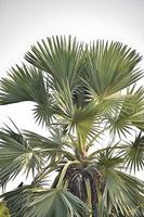 Palmyra palms tree close up photo