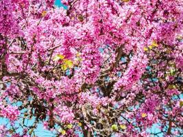 Pretty pink flowers of Judas tree on a branches photo