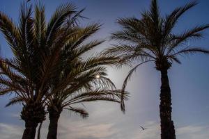 blue cloudless sky background with green leaves of palm trees seagull photo