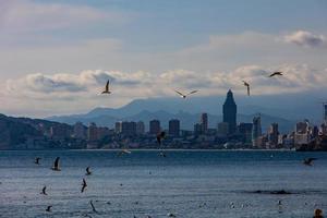 landscape of Benidorm Spain in a sunny day on the seashore with seagulls photo
