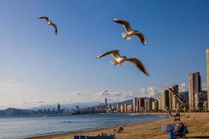 landscape of Benidorm Spain in a sunny day on the seashore with seagulls photo