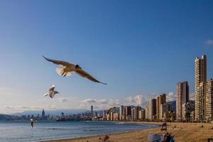 landscape of Benidorm Spain in a sunny day on the seashore with seagulls photo