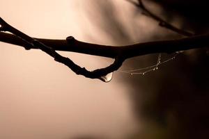 pequeño delicado agua gotas en un araña web en de cerca en un brumoso día foto