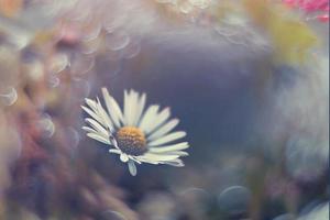 little white daisies on the lawn in closeup with bokeh in the sun photo