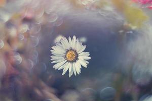 little white daisies on the lawn in closeup with bokeh in the sun photo