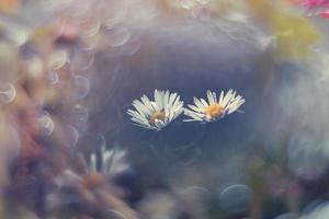 little white daisies on the lawn in closeup with bokeh in the sun photo