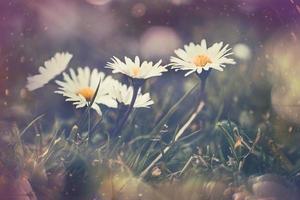 little white daisies on the lawn in closeup with bokeh in the sun photo