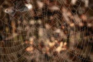 pequeño delicado agua gotas en un araña web en de cerca en un brumoso día foto