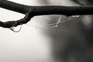 little delicate water drops on a spider web in close-up on a foggy day photo