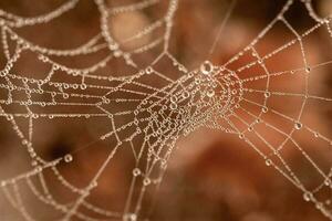 pequeño delicado agua gotas en un araña web en de cerca en un brumoso día foto