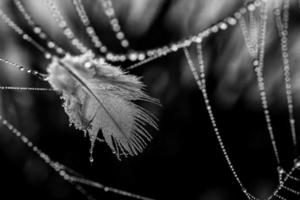 little delicate water drops on a spider web in close-up on a foggy day photo