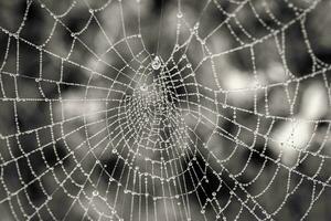 pequeño delicado agua gotas en un araña web en de cerca en un brumoso día foto