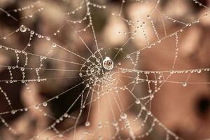 pequeño delicado agua gotas en un araña web en de cerca en un brumoso día foto